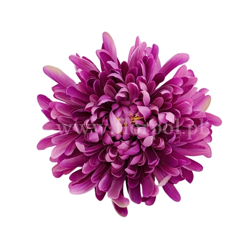 Chryzantema wyrobowa - head crab 12szt 3367 dirty violet  (SUN775)