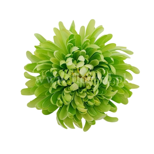 Chryzantema wyrobowa - head crab 12szt #3383 burn green  (SUN775)