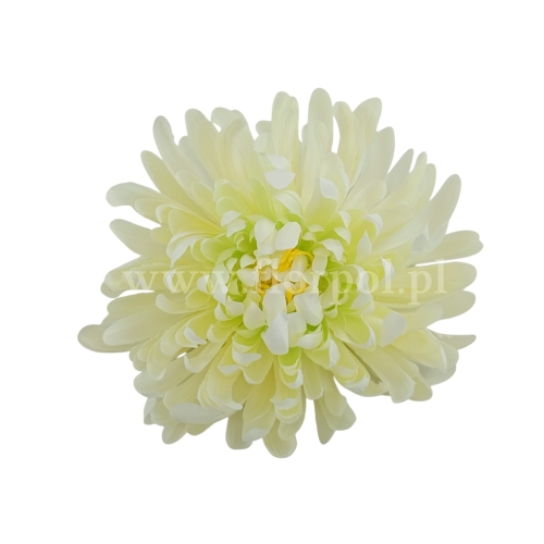 Chryzantema wyrobowa - head crab 12szt #3373 cream/green  (SUN775)