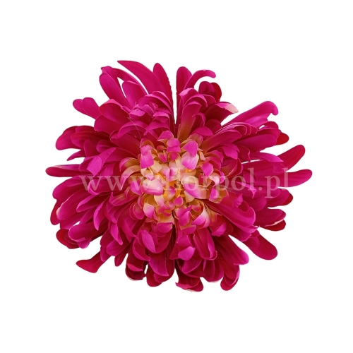 Chryzantema wyrobowa - head crab 12szt 3345 magenta  (SUN775)