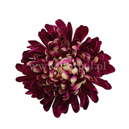 Chryzantema wyrobowa - head crab 12szt #3375 burgundy green (SUN775)