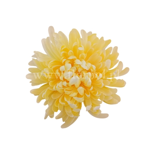 Chryzantema wyrobowa - head crab 12szt #2869 lt yellow (SUN775)