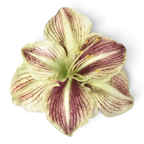 Amarylis wyrobowy 6 szt GREEN BROWN (SUN422S)