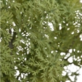 IMG_2577-Photoroom.jpeg