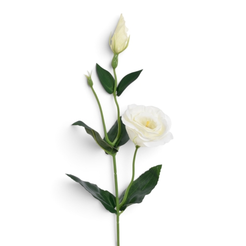 Eustoma gałązka CREAM (SUN901)