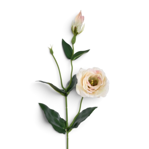 Eustoma gałązka VANILLA LT OLIVE (SUN901) 