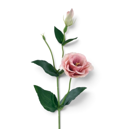 Eustoma gałązka POWDER PINK (SUN901)  