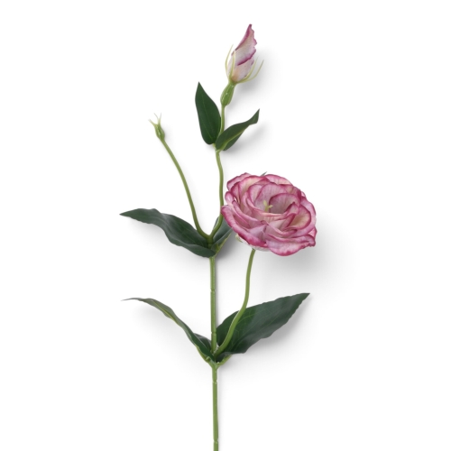 Eustoma gałązka OLD DIRTY PINK (SUN901)
