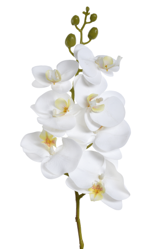 Storczyk WHITE (ECO033)