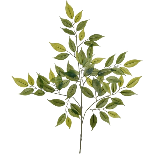  Fikus Benjamin (GREE070)