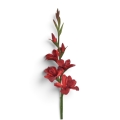 IMG_3194-Photoroom.jpeg
