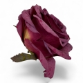 IMG_3223-Photoroom.jpeg