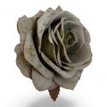 IMG_3228-Photoroom.jpeg
