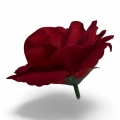 IMG_3339-Photoroom.jpeg