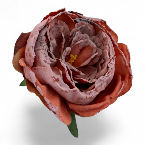 peonia zasuszana otwarta 12szt #1 odc.dynia (T110-2530H)