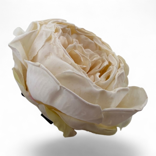 peonia zasuszana otwarta 12szt #6 biel/krem (T110-2530H) 