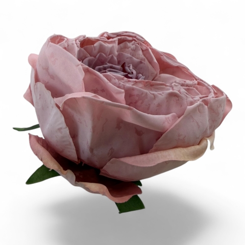 peonia zasuszana otwarta 12szt #2 blady róż (T110-2530H) 