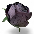 IMG_3910-Photoroom.jpeg