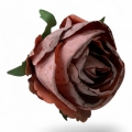 IMG_3916-Photoroom.jpeg