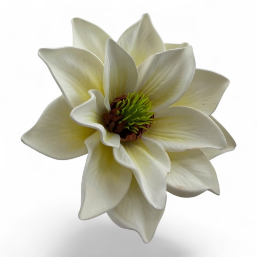 Magnolia wyrobowa pianka #1   