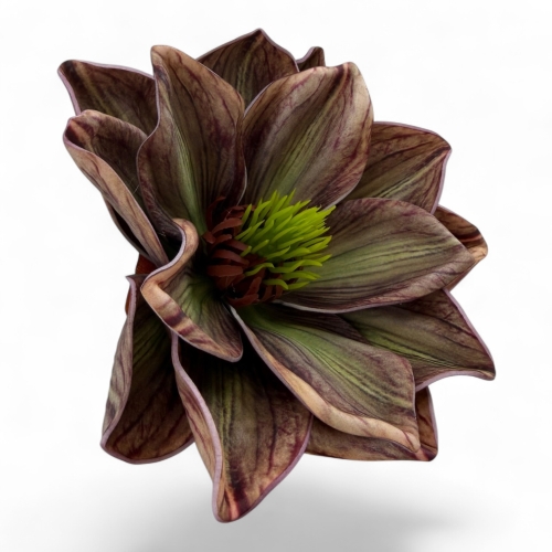 Magnolia wyrobowa pianka #11  
