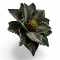 IMG_3987-Photoroom.jpeg