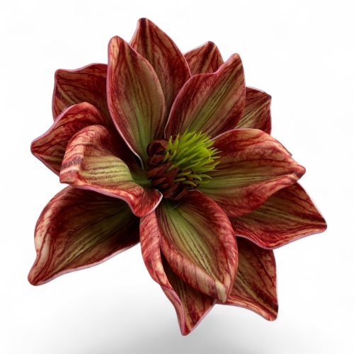 Magnolia wyrobowa pianka #8