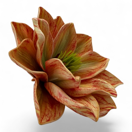 Magnolia wyrobowa pianka #9