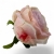 IMG_4054-Photoroom.jpg