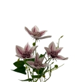 IMG_4114-Photoroom.jpeg