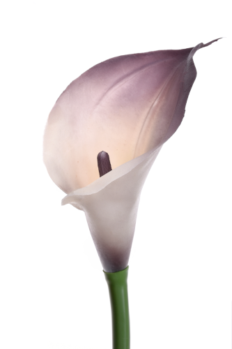 kalla gumowa 1szt cream/dirty violet 145S(ANA1013)