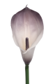 ANA1013#145S#CREAM DIRTY VIOLET#2_m.jpg