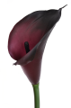 ANA1013#221S#BURN PLUM#3_m.jpg