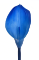 ANA1013#117#SAPHIRE#2_m.jpg