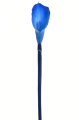 ANA1013#117#SAPHIRE_m.jpg