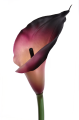 ANA1013#219S#CREAMY PLUM#3_m.jpg