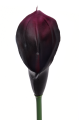 ANA1013#161#EGGPLANT#2_m.jpg