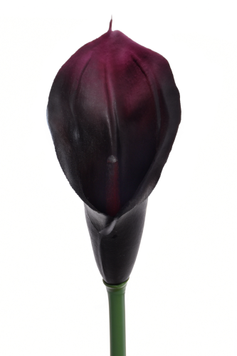 ANA1013#161#EGGPLANT#2_m.jpg