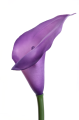 ANA1013#17T#VIOLET#3_m.jpg