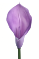 ANA1013#17T#VIOLET#2_m.jpg