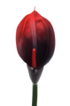 ANA1013#187#RED BLACK#2_m.jpg
