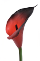 ANA1013#218S#BURN RED#3_m.jpg