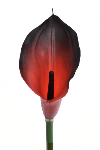 ANA1013#218S#BURN RED#2_m.jpg