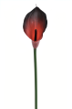 ANA1013#218S#BURN RED#1_m.jpg