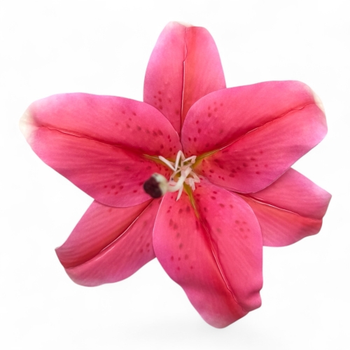 Lilia wyrobowa fi19 12 szt #6(T98-25113mix2)  