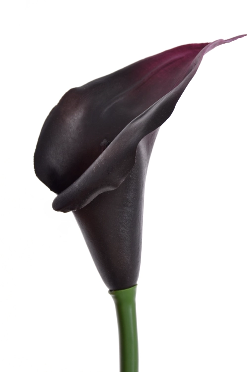 eggplant.png