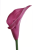 fuchsia.png