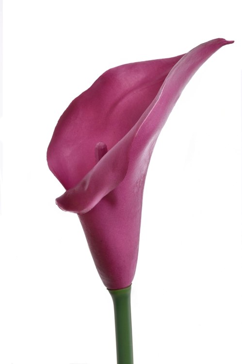 fuchsia.png