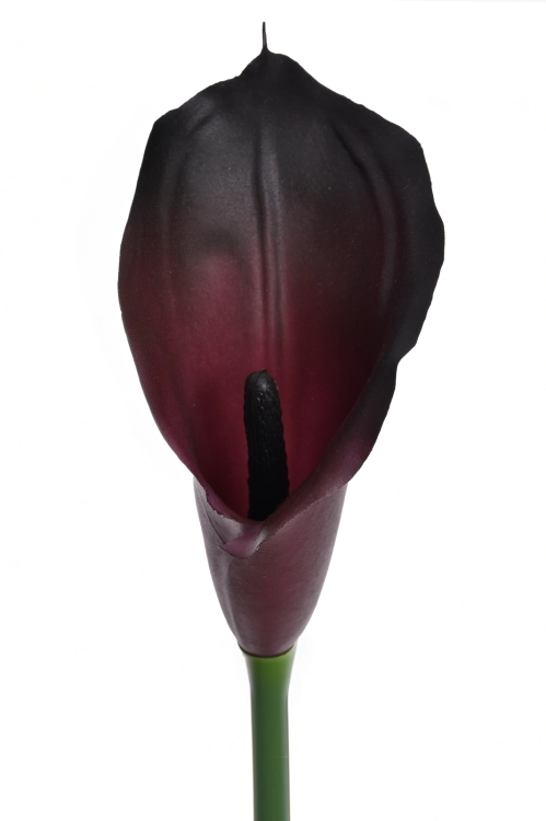 burn plum.png