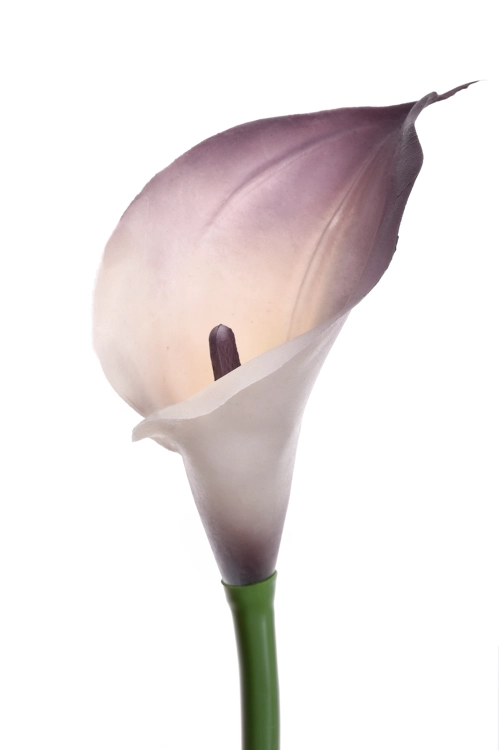 creamydirty violet.png